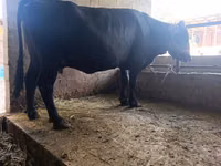 Cow, Cattle — photo 1