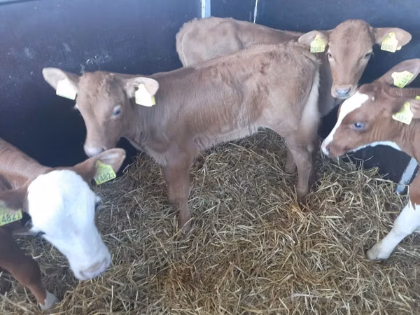گاو نر, Simmental cattle