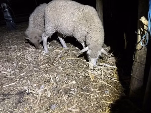 የጎትት አውራ በግ, Sheep — ሀንጋሪ