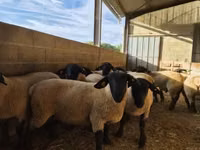 Ovan, White Suffolk sheep — fotografija 2