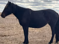 Yegua, Kazakh horse — foto 1