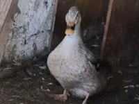 Ducks — ảnh 3