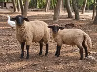 Montone, Suffolk sheep — foto 3