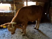 Cattle (batch, sex not specified), Cattle — photo 3