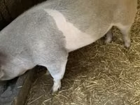 Babi betina, Pigs — foto 2