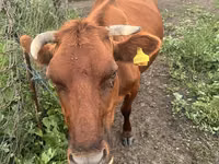 Krowa, Bydło — zdjęcie 1