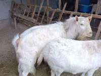 نعجة, Rhon sheep — الصورة 8