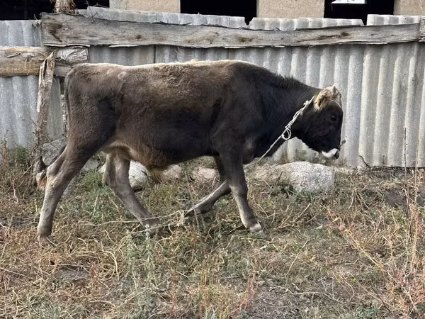 Bull, Cattle — Kyrgyzstan