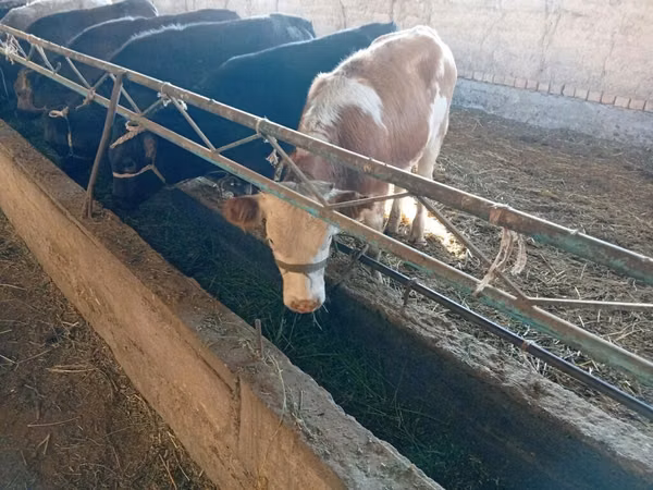 Mucca, Swiss cattle
