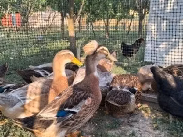 Ducks — Угорщина