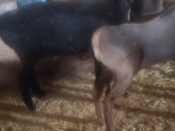 میش, Edilbay sheep