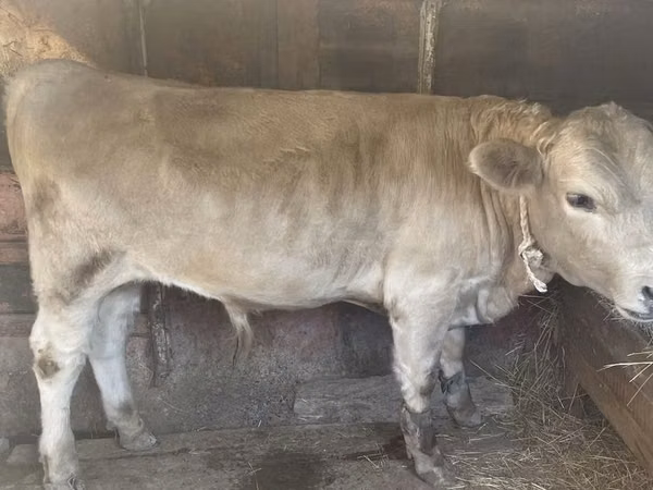 Bull, Auliekol breed
