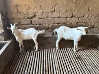 Goat, Saanen goat — photo 2