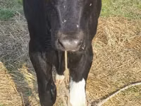 Ko, Russian Black pied cattle — foto 2