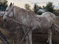 Кобила, Kazakh horse — фото 2