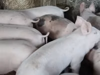 Sow, Pigs — photo 3