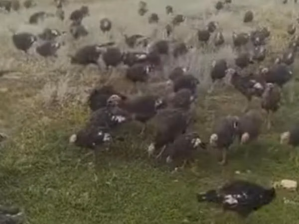 Turkeys — 吉尔吉斯斯坦