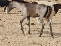 اسب نر, اسب — عکس 2