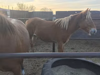 Mare, Horses — photo 2
