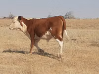 گاو و گوساله (گروه، جنسیت مشخص نشده), Latvian Blue cattle — عکس 7