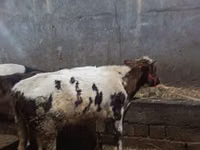 گاو و گوساله (گروه، جنسیت مشخص نشده), گاو — عکس 3