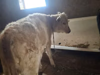 Bull, Auliekol breed — photo 1