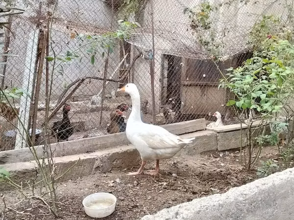 Geese — Azerbaijan