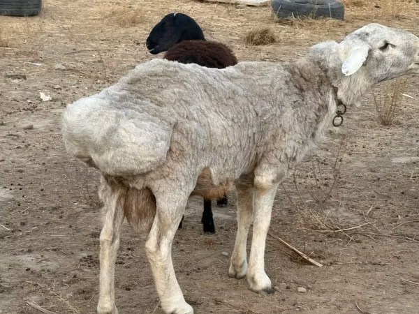 公羊, Sheep