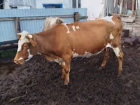 Vacă, Simmental cattle — foto 1
