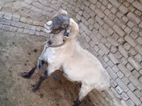 Ram, Sheep — photo 2