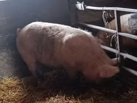 Locha, Świnie — zdjęcie 1