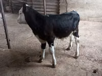 Býk, Russian Black pied cattle — foto 2