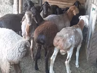 بز نر, بز — عکس 2