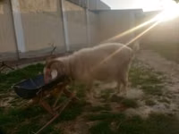Keçi, Irish goat — foto 2