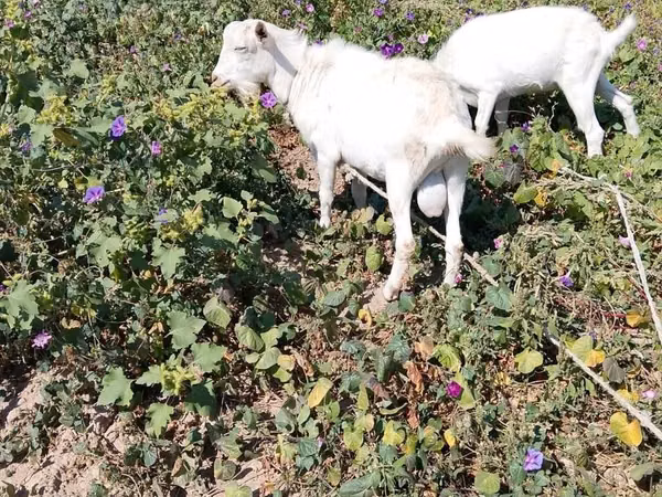Billy Goat, Saanen goat — Kazakhstan