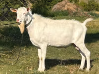 Kambing jantan, Saanen goat — foto 1