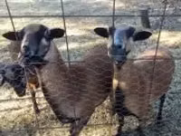 Ram, Cameroon sheep — photo 2