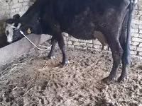 Կով, Խոշոր եղջերավոր — լուսանկար 1