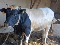 Bull, Holstein breed — photo 3