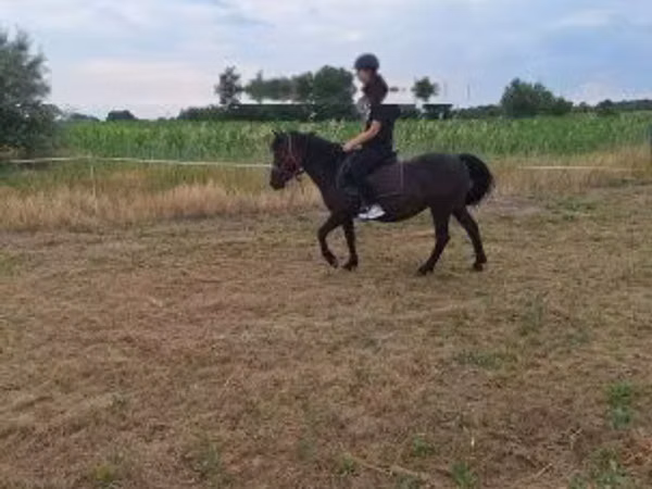 Jument, Chevaux