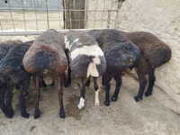 Ram, Sheep — photo 8