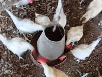 Chickens — sawirka 8
