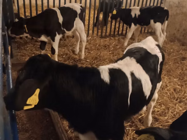 Bull, Russian Black pied cattle — Poland