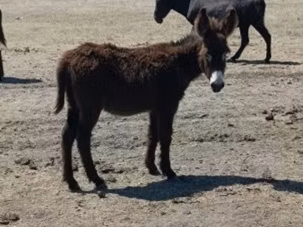 Horse (M), Horses