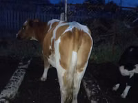 گاو ماده, Latvian Blue cattle — عکس 2