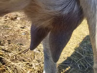 Koza, Saanen goat — fotografija 4