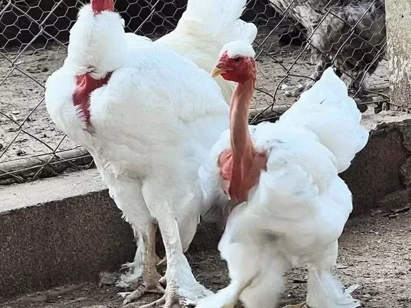Turkeys — Ghana