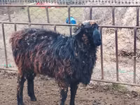 Ram, Sheep — photo 2