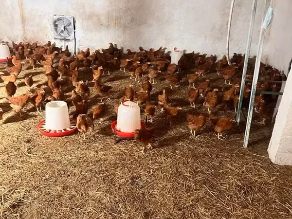 Chickens — আর্মেনিয়া