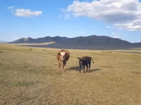 Cow, Cattle — photo 2